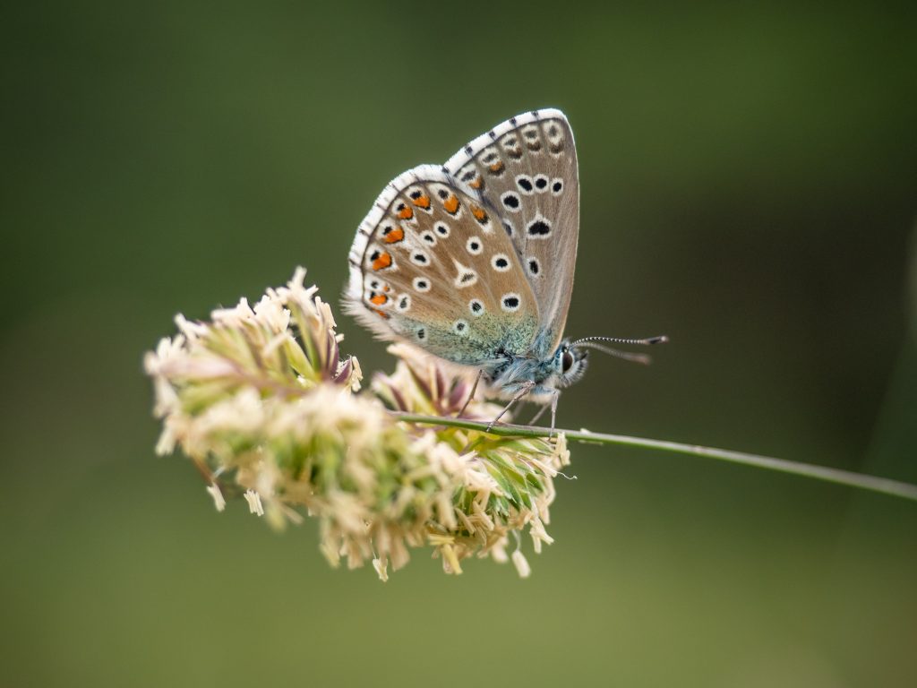 Blaveta lluent (Lysandra bellargus) Foto: Xavier Florensa