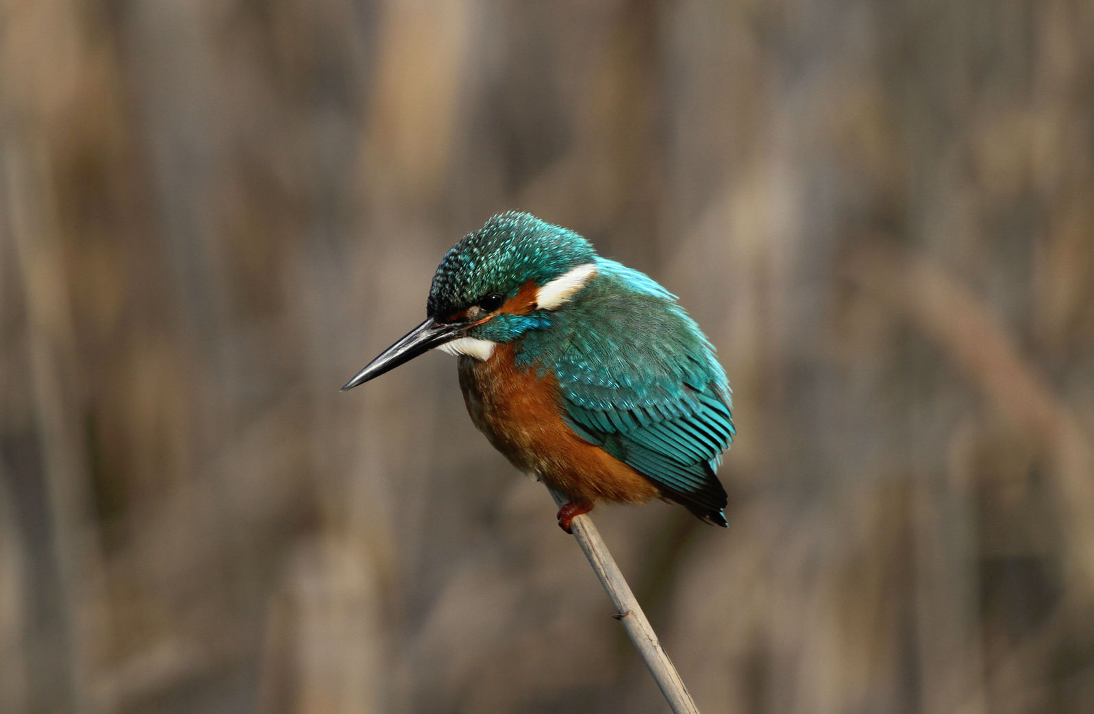 Un blauet observat als parcs. Foto: X. Larruy Un blauet observat als parcs. Foto: X. Larruy