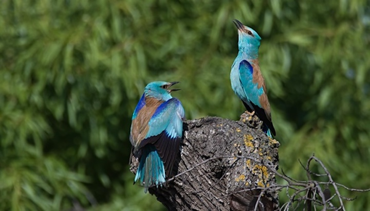 Gaig blau, Coracias garrulus, inclòs a l’Atles dels ocells nidificants d’Europa. Imatge: Xavier Riera.