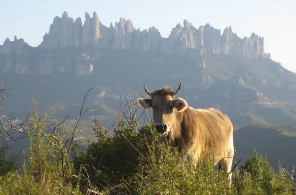 LIFE Montserrat
