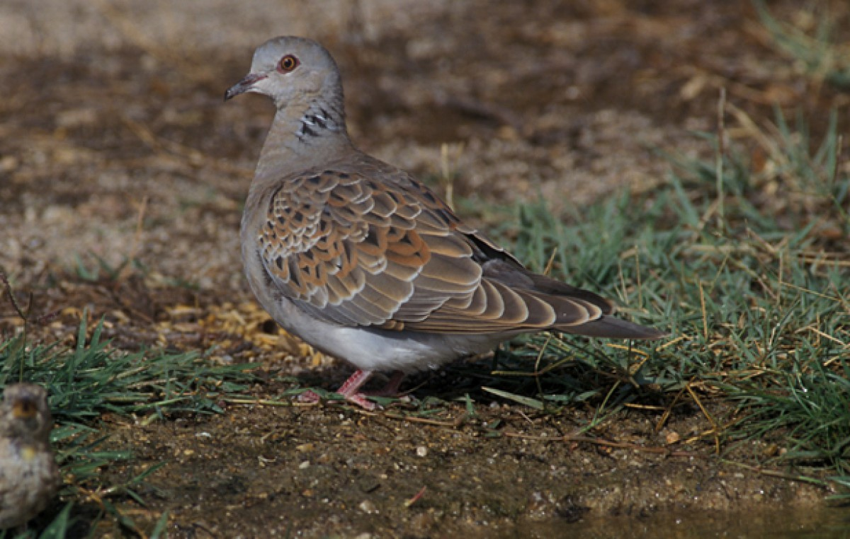 Tórtora europea (Streptopelia turtur) SeoBirdLife
