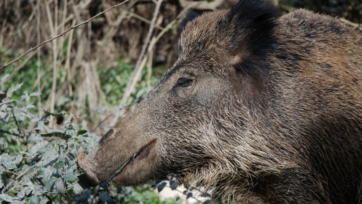 Augment de la població de senglars a Collserola / Foto: Arxiu del CPNSC