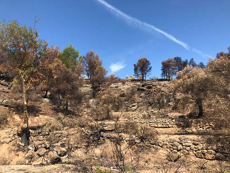 Zona cremada a Seròs durant l'incendi de la Ribera d'Ebre