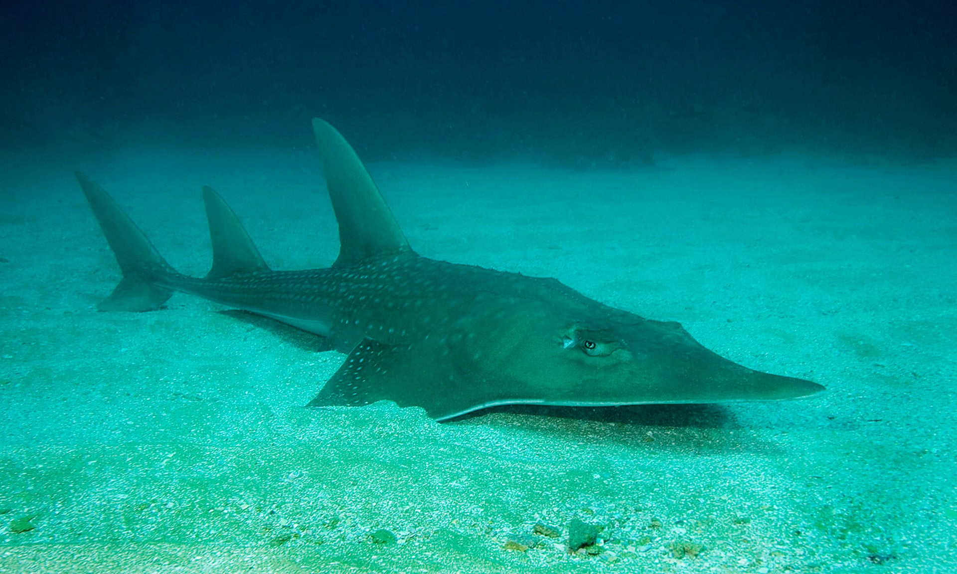  Un peix de guitarra, una de les dues famílies de rajos que es va posar a la vora de l'extinció a la llista vermella actualitzada de la UICN. Fotografia: Matt Potenski / IUCN