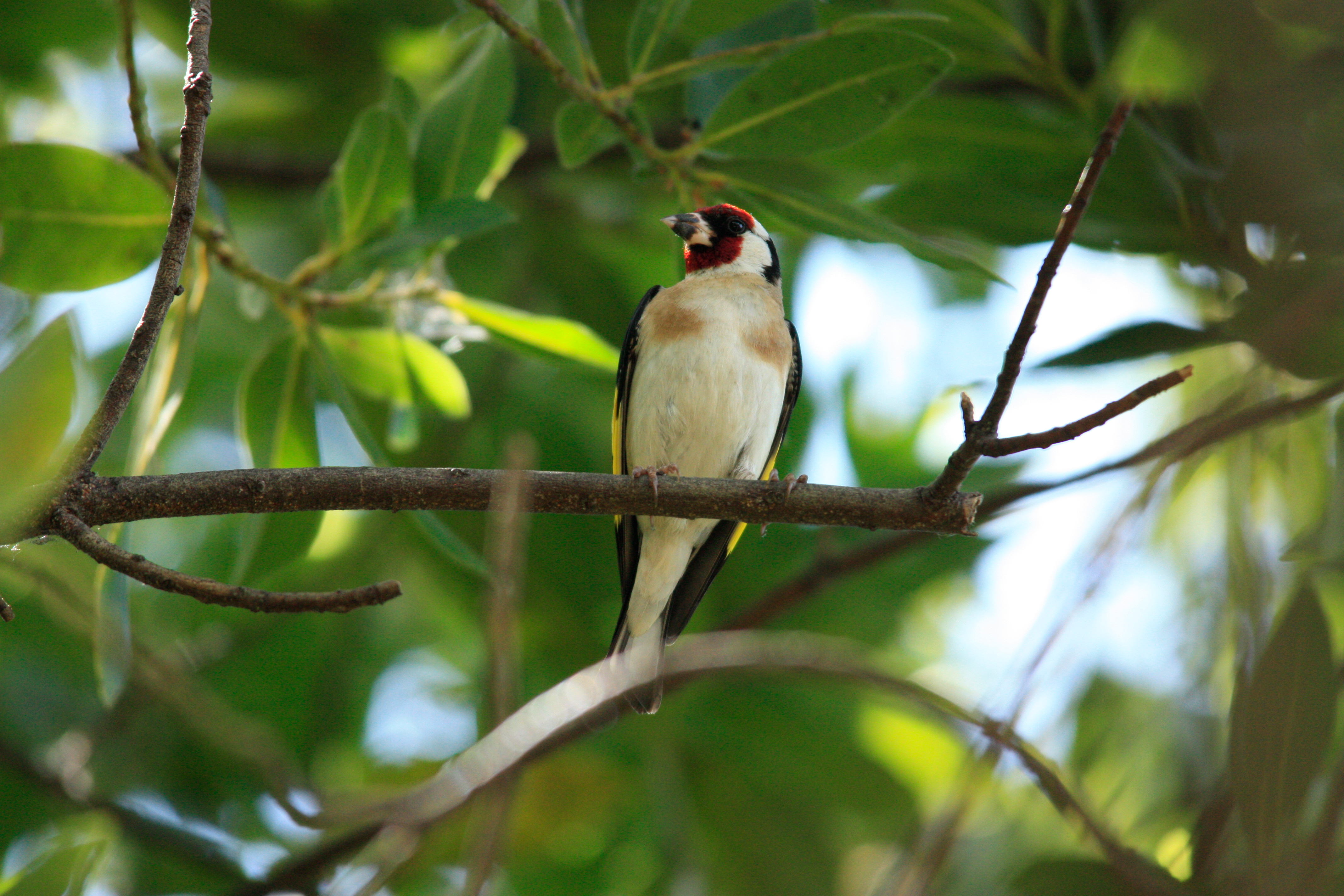 Cadernera (Carduelis carduelis) Cadernera (Carduelis carduelis)