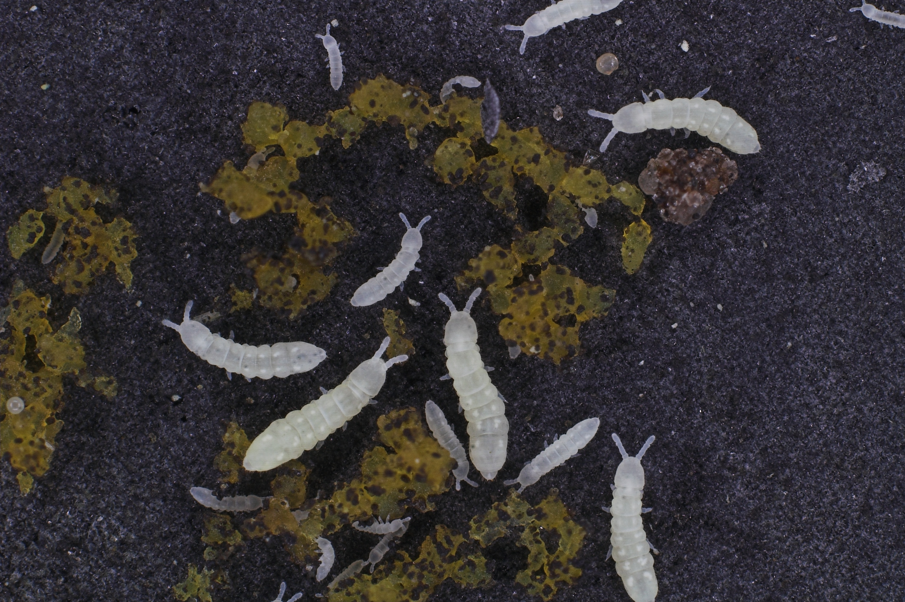 Espècie: Protaphorura fimata. Foto: Universitat d’Aarhus Espècie: Protaphorura fimata. Foto: Universitat d’Aarhus