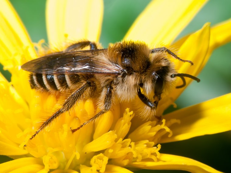 Les abelles són imprescindibles per a la pol·linització | Pixabay