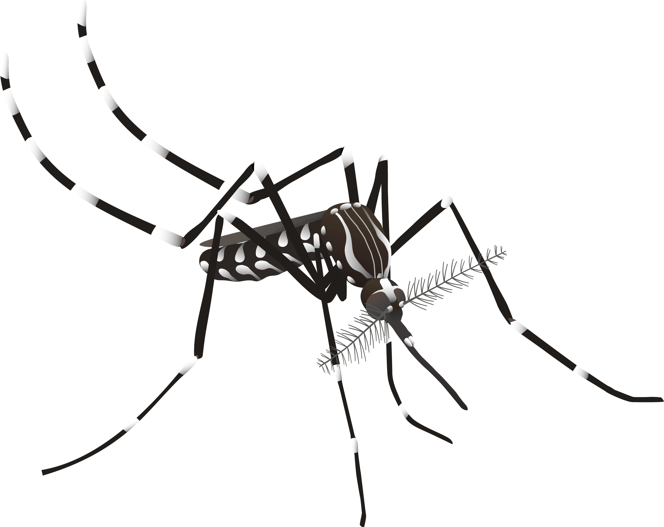 Dibuix mosquit de la febre groga. Autor: J.Luis Ordóñez 