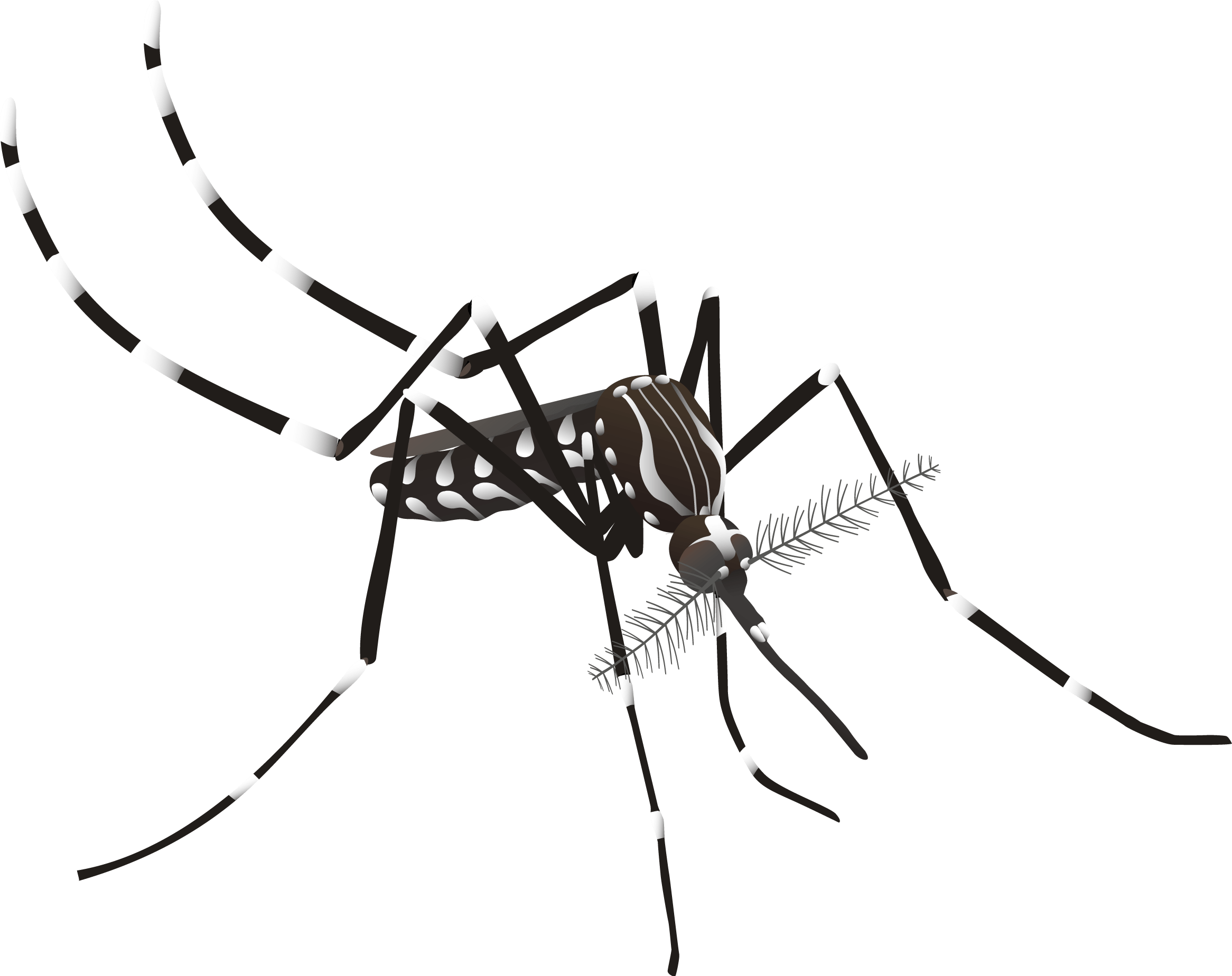 Dibuix mosquit de la febre groga. Autor: J.Luis Ordóñez