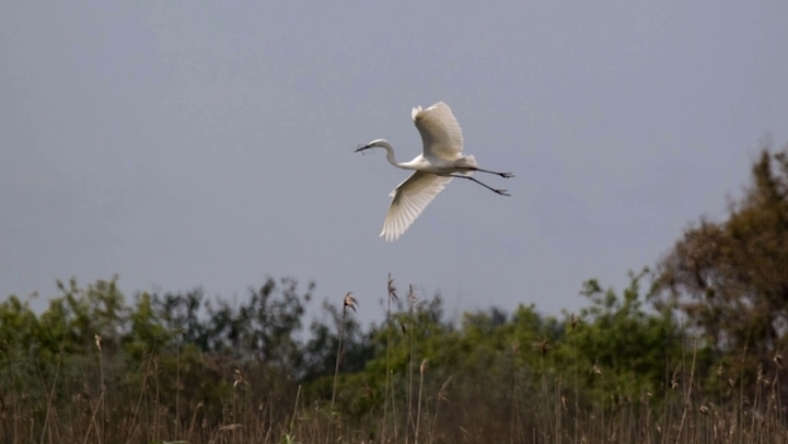 L'agró blanc ha fet niu als aiguamolls de l'Empordà per primera vegada (CCMA) L'agró blanc ha fet niu als aiguamolls de l'Empordà per primera vegada (CCMA)