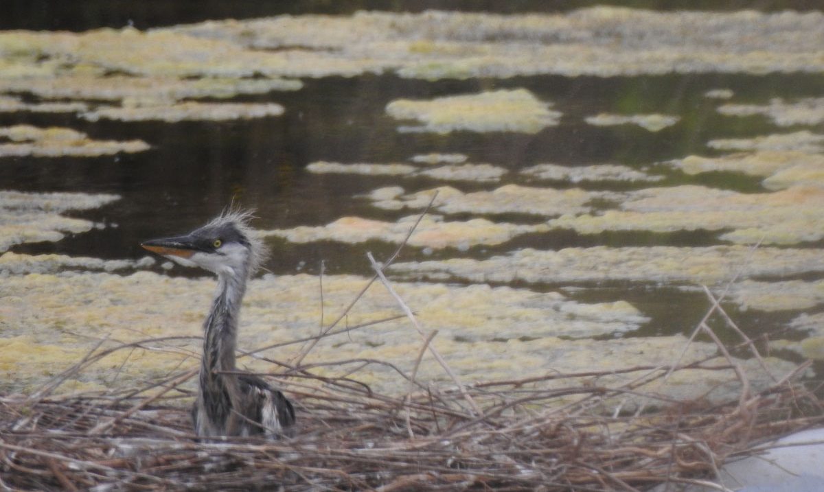 Un exemplar de bernat pescaire nascut a la conca del Besòs | Observatori Rivus Un exemplar de bernat pescaire nascut a la conca del Besòs | Observatori Rivus
