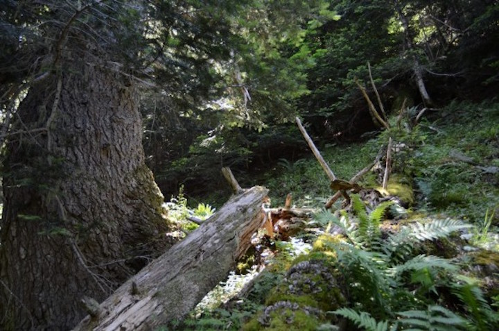 Bosc madur, Catalunya. Foto CREAF.