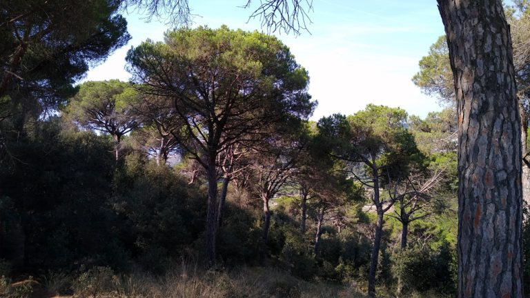 Aspecte d'una pineda de pi pinyoner a prop del litoral barceloní. M.Cascante Aspecte d'una pineda de pi pinyoner a prop del litoral barceloní. M.Cascante