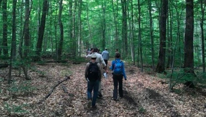 Persones caminant per un bosc. Foto: CTFC Persones caminant per un bosc. Foto: CTFC