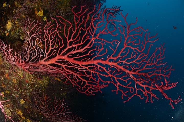 Exemplars de l'espècie Paramuricea clavata de la reserva marina d'Escandola. Foto: Medrecover