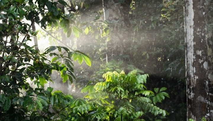 Aquests boscos reben més llum però menys aigua. Foto: CCBY Unsplash
