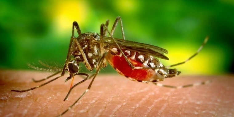 Aedes albopcticus, mosquit tigre | Cedida Aedes albopcticus, mosquit tigre | Cedida