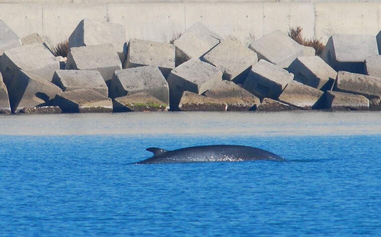 Exemplar de baena rorqual davant del litoral barceloní | ACN Exemplar de baena rorqual davant del litoral barceloní | ACN
