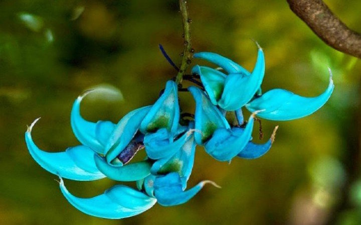 La flor de Jade (Strongylodon macrobotrys) és una de les moltes en perill d'extinció