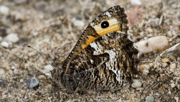 El faune lleonat (Hipparchia semele) és una papallona que no s’havia vist encara a la ciutat de Barcelona a través de l’uBMS