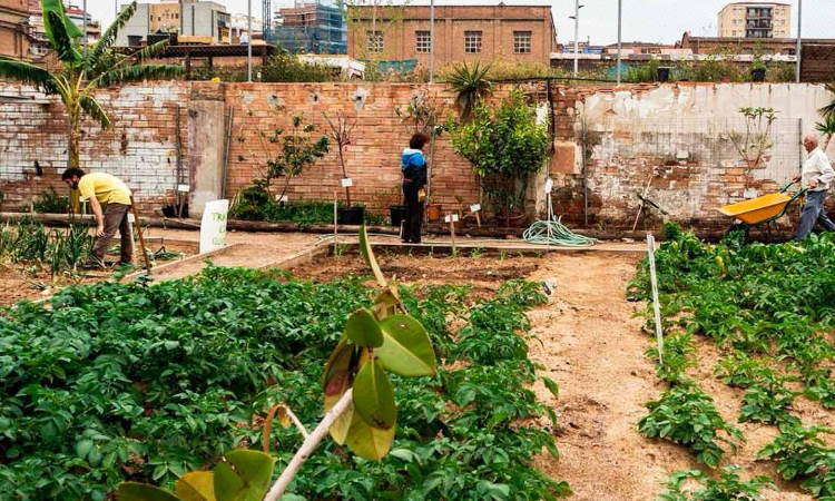 La iniciativa s’emmarca en l’activació de parcel·les verdes municipals actualment en desús. Foto: Ajuntament de Barcelona