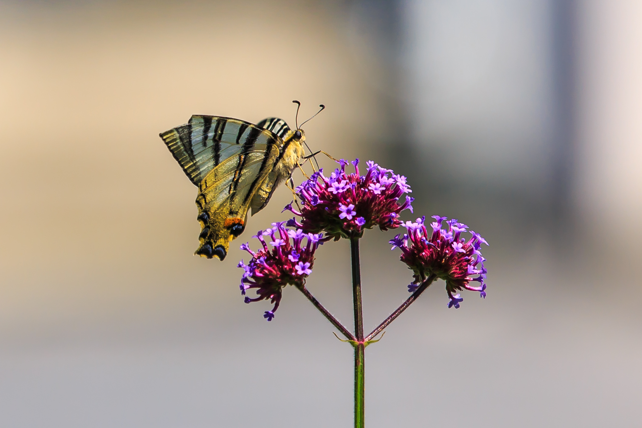 Exemplar de papallona zebrada de Murray Foubister (Creative Commons CCBY)