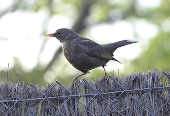 Fotografia 1: Merla femella (Turdus merula). Autor: José Luis Ordóñez (CREAF CCBY)
