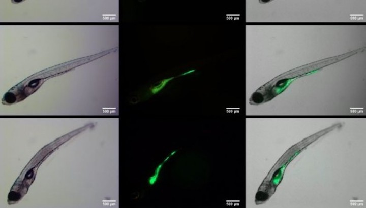 Esquema dels nanoplàstics (en verd) acumulats en embrions de peix zebra. Esquema dels nanoplàstics (en verd) acumulats en embrions de peix zebra.