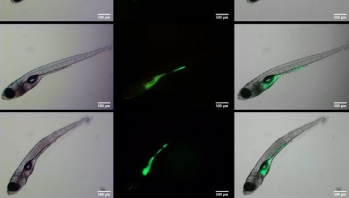 Esquema dels nanoplàstics (en verd) acumulats en embrions de peix zebra.