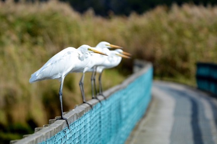Agró blanc (Egretta alba). Foto: © Simon Ducatez. Agró blanc (Egretta alba). Foto: © Simon Ducatez.