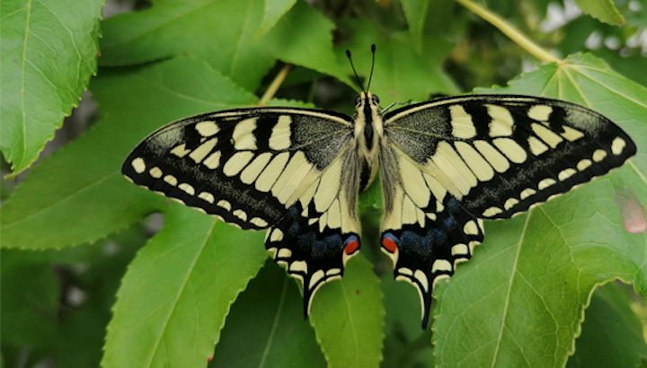 Exemplar de papallona reina (Papilio machaon), una de les espècies més espectaculars que es pot veure als parcs i platges metropolitans de Barcelona. Observat i fotografiat pel voluntari del mBMS Pere Soto al parc del Pinetons (Ripollet) el 15 de juliol de 2020.
