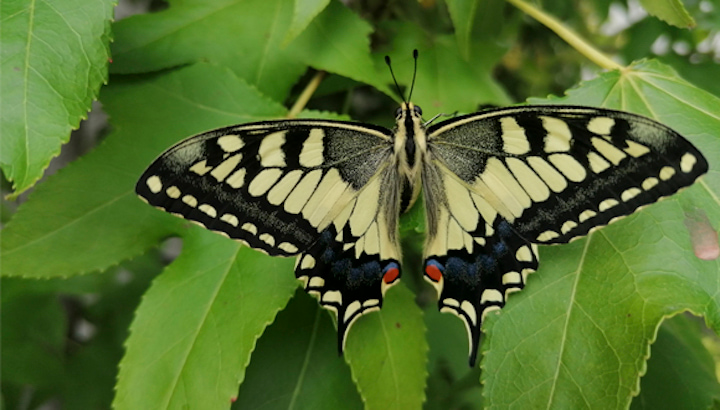 Exemplar de papallona reina (Papilio machaon), una de les espècies més espectaculars que es pot veure als parcs i platges metropolitans de Barcelona. Observat i fotografiat pel voluntari del mBMS Pere Soto al parc del Pinetons (Ripollet) el 15 de juliol de 2020. Exemplar de papallona reina (Papilio machaon), una de les espècies més espectaculars que es pot veure als parcs i platges metropolitans de Barcelona. Observat i fotografiat pel voluntari del mBMS Pere Soto al parc del Pinetons (Ripollet) el 15 de juliol de 2020.