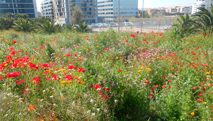 Prat florit al parc de la Fontsanta (Sant Joan Despí i Esplugues de Llobregat) Prat florit al parc de la Fontsanta (Sant Joan Despí i Esplugues de Llobregat)