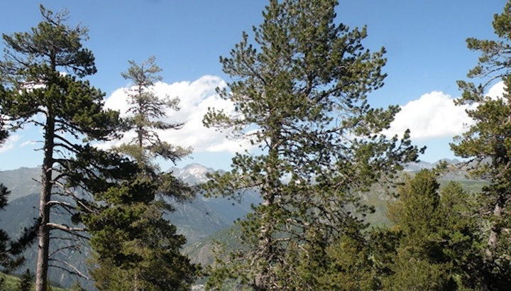 Per primera vegada, s’analitza l’impacte de la sequera extrema sobre el creixement dels arbres fins gairebé una dècada després de l’esdeveniment. Imatge: CREAF