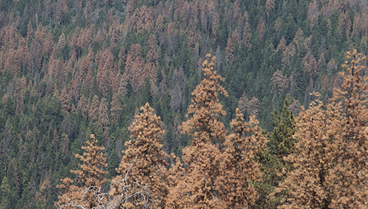 Pins i avets afectats per la sequera de 2015 a Sequoia National Park (Califòrnia, EUA). Autor: Jordi Martínez