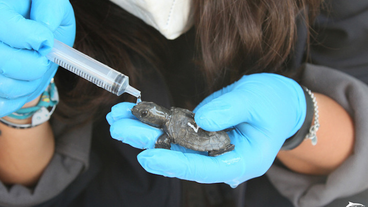 Naixement d'una tortuga babaua a la platja de la Mar Bella de Barcelona Naixement d'una tortuga babaua a la platja de la Mar Bella de Barcelona