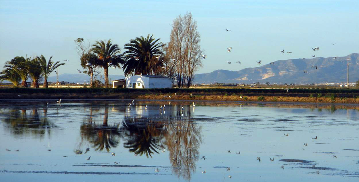 Paisaje de la Reserva Ornitológica de Riet Vell, en el Delta del Ebro. @SEO/BirdLife