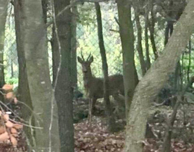 Un cabirol al bosc de Torrebonica a Terrassa. Foto: Gonzalo Tejerina