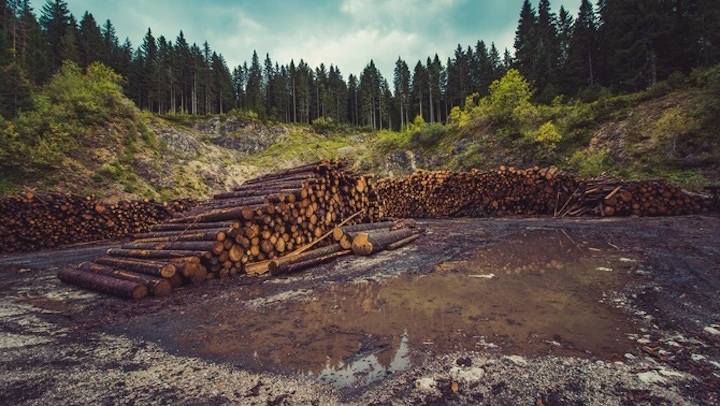 La pèrdua de biodiversitat empeny a una extinció massiva d'espècies. L'anterior va acabar amb els dinosaures, aquesta l'empenyem molt més ràpidament