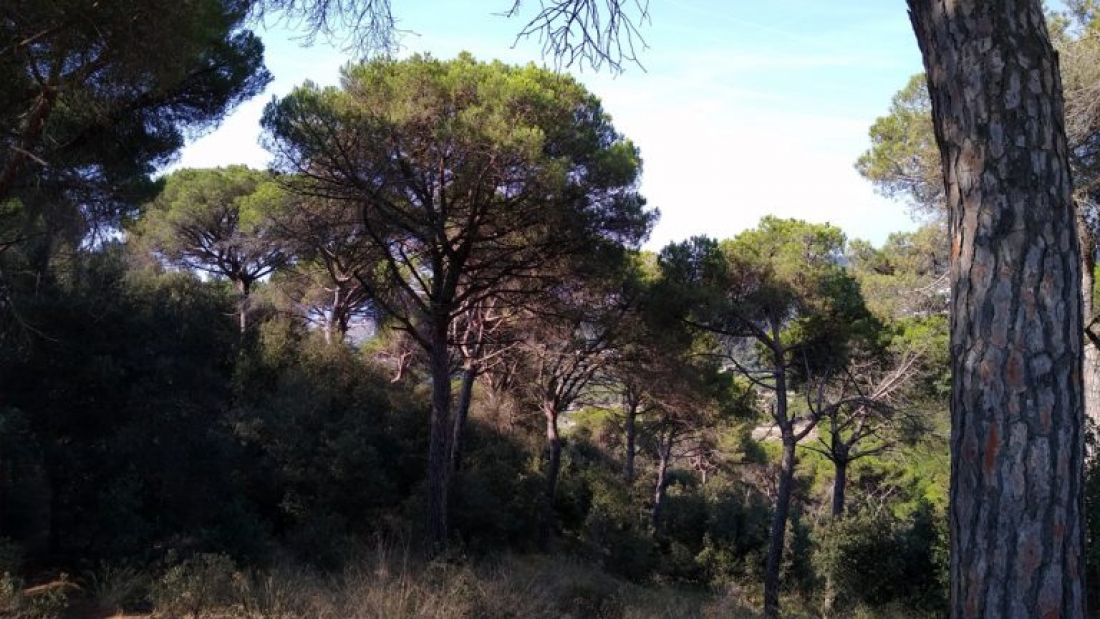 Aspecte d'una pineda de pi pinyoner a prop del litoral barceloní. M.Cascante