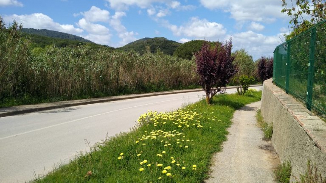 La pluja abundant ha afavorit la proliferació d'herbes i flors arreu. Imatge de Vallromanes (Vallès Oriental)