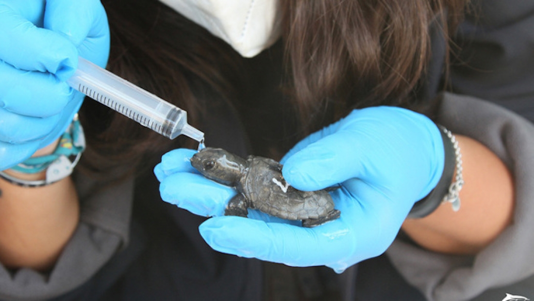 Naixement d'una tortuga babaua a la platja de la Mar Bella de Barcelona