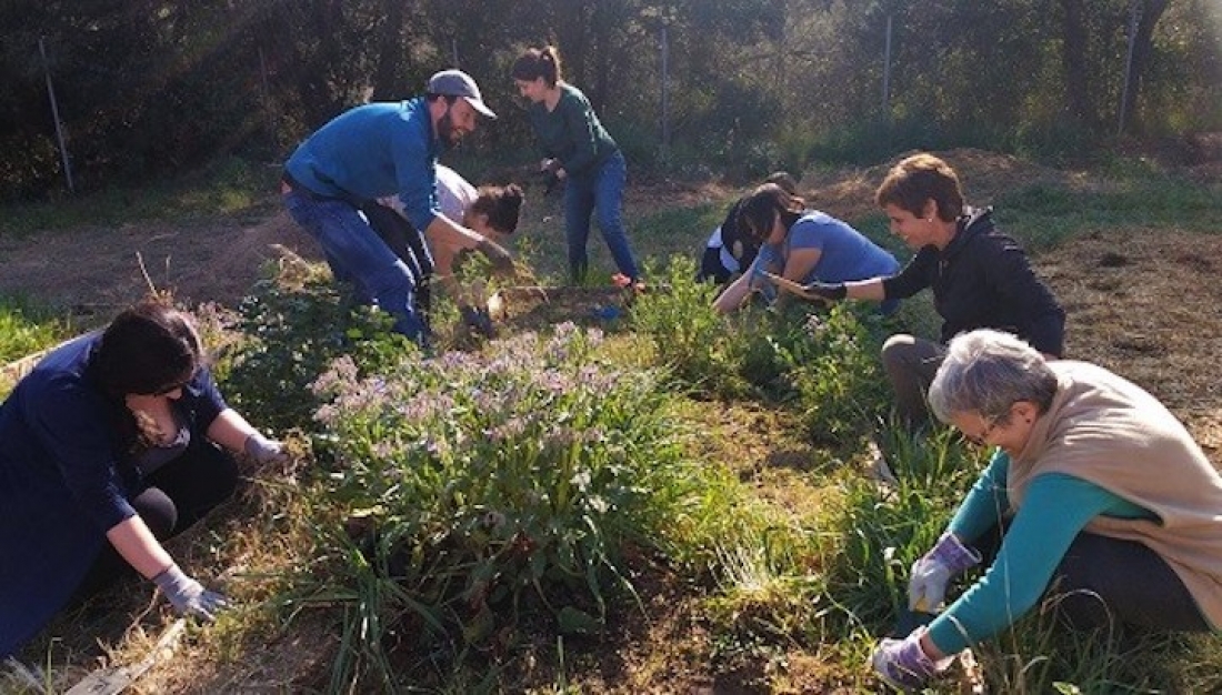 Els horts comunitaris reforcen el companyerisme i les activitats compartides. En aquesta foto es pot observar el treball en un bancal. Crèdit: Anna Àvila.