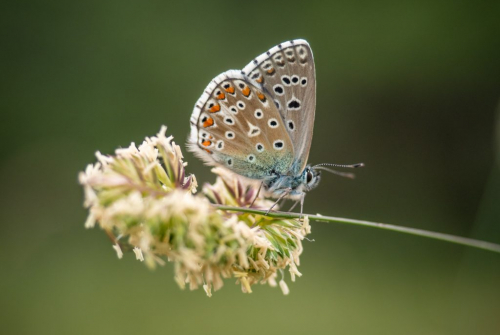 Blaveta lluent (Lysandra bellargus) Foto: Xavier Florensa