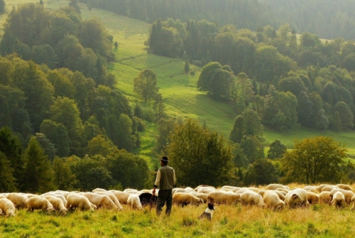 Imatge del documental:  'Dones pastores al Penedès'