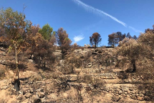 Zona cremada a Seròs durant l'incendi de la Ribera d'Ebre