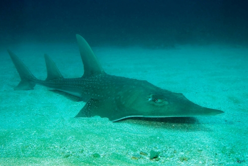  Un peix de guitarra, una de les dues famílies de rajos que es va posar a la vora de l'extinció a la llista vermella actualitzada de la UICN. Fotografia: Matt Potenski / IUCN