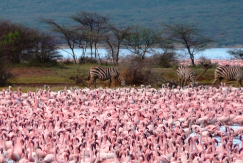Foto Geoffroy Mauvais/IUCN