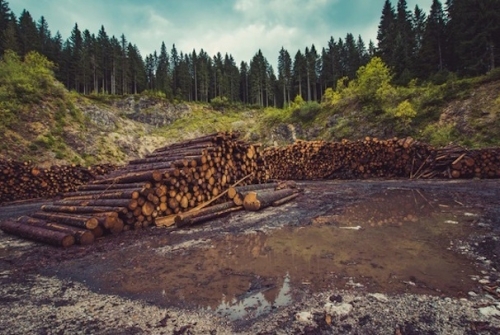 La pèrdua de biodiversitat empeny a una extinció massiva d'espècies. L'anterior va acabar amb els dinosaures, aquesta l'empenyem molt més ràpidament