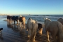 El camí finalitza a la platja de Vilanova i la Geltrú